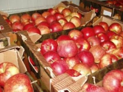 Как правильно выбирать и хранить яблоки