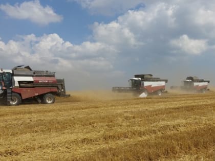 Не тот хлеб, что в поле, а тот, что в каморе