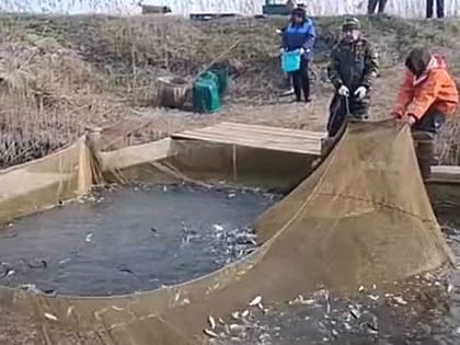 В Симферопольское водохранилище выпускают 50 тысяч мальков амура и толстолобика