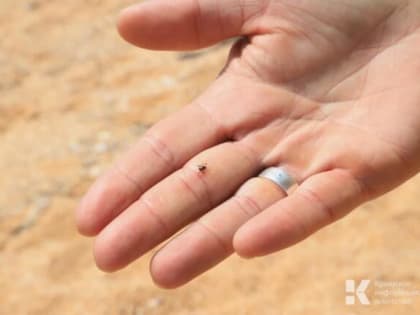 В Ялте начали обработку парков и скверов от клещей