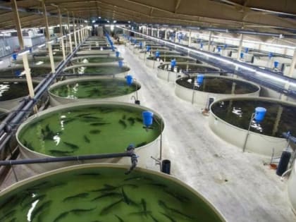 Увеличены лимиты субсидий на льготное краткосрочное и инвестиционное кредитование для предприятий товарной аквакультуры