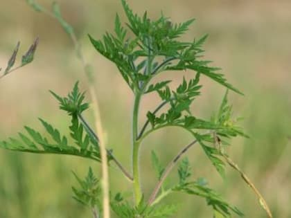 Новые разработки в Крыму: инновации в аграрном секторе