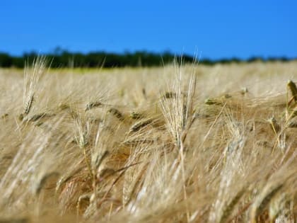 Крым получит 105 млн для поддержки производства зерна
