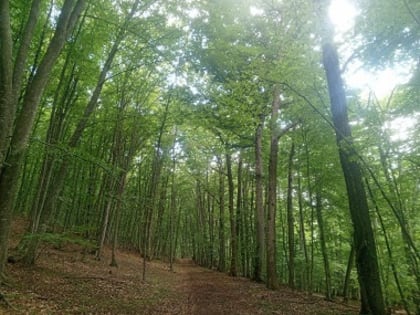 Лесопатологический мониторинг в Крыму: результаты и перспективы