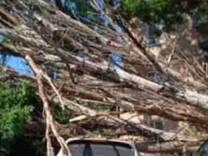 В Керчи несколько иномарок испортил сухой упавший тополь