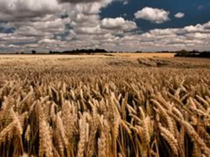 Крым получит более 105 млн рублей на поддержку производителей зерна