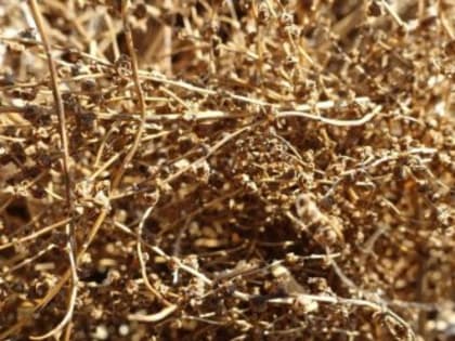 В Крыму начался сбор семенников сахарной свеклы