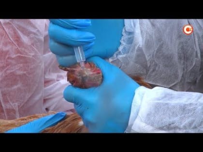 В Севастополе проводят вакцинацию птиц против болезни Ньюкасла