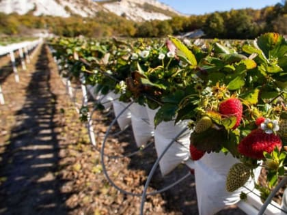 Сегодня на площадке пресс-центра МИА «Россия сегодня» в 11.00 состоится пресс-конференция на тему: «Сельскохозяйственная наука как фактор продовольственной безопасности»