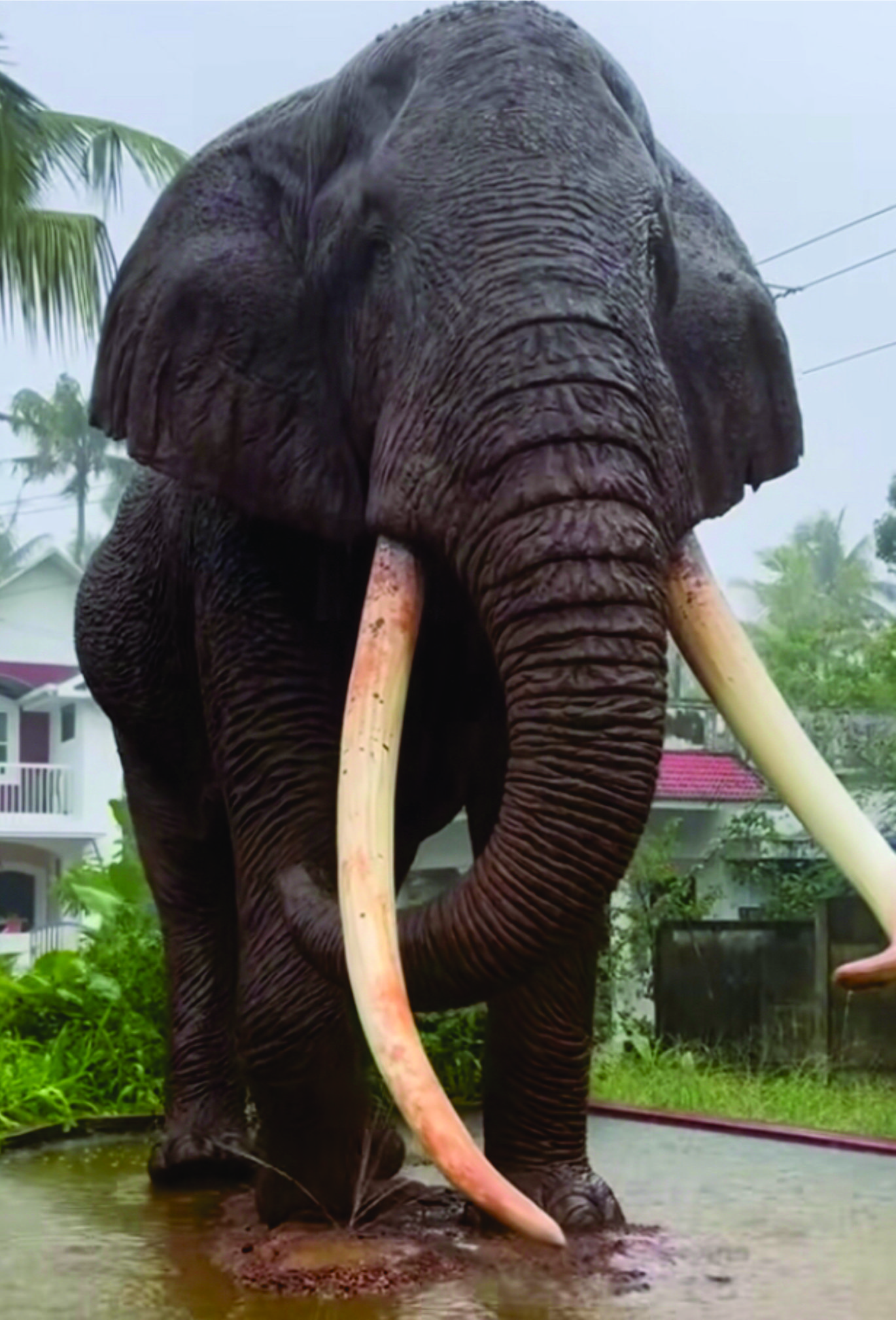 Ancient Matriarch Elephant - Mega-Fauna Sculpture by Crafts Design