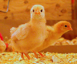 The best organic eggs come from Chino Valley Ranchers