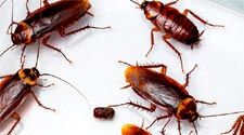 Cockroach Control Service