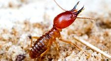 Termite Control Service