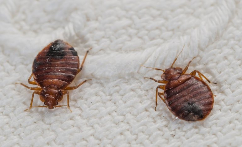 Bedbugs Control Service