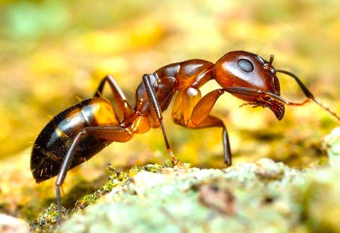 Ant control