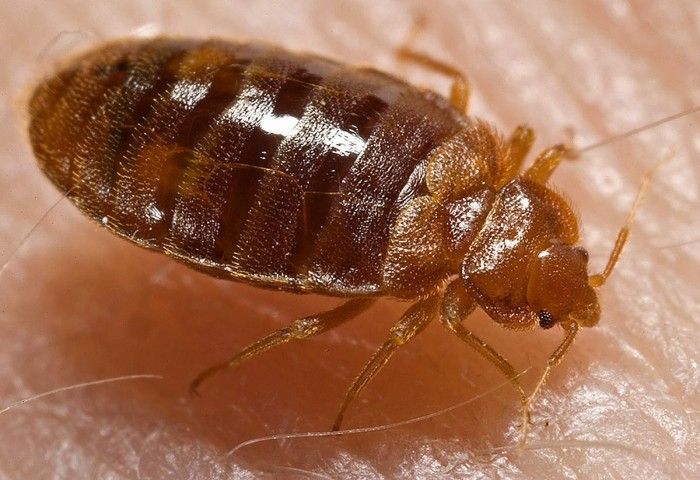 Bed Bug Control