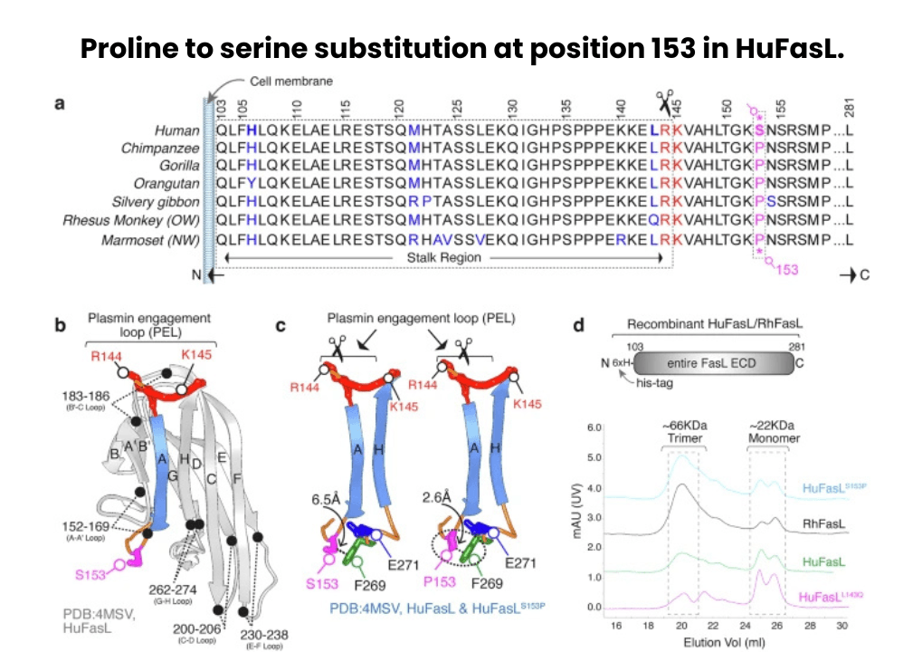 Proline to serine substitution at position 153 in HuFasL.