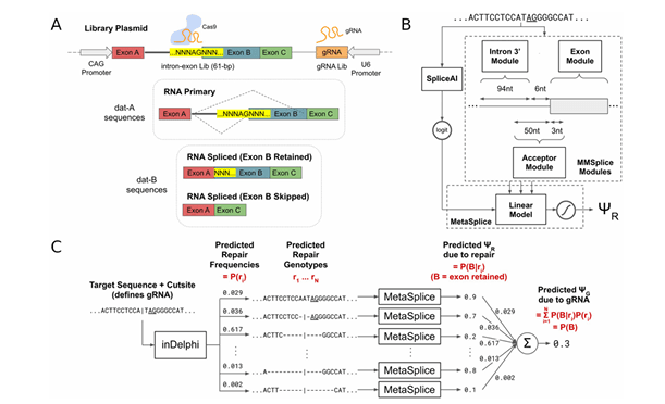 Genome-integrated reporter system, and machine learning pipeline for predicting exon skipping levels from SpCas9 gRNAs that target  splice acceptors. 