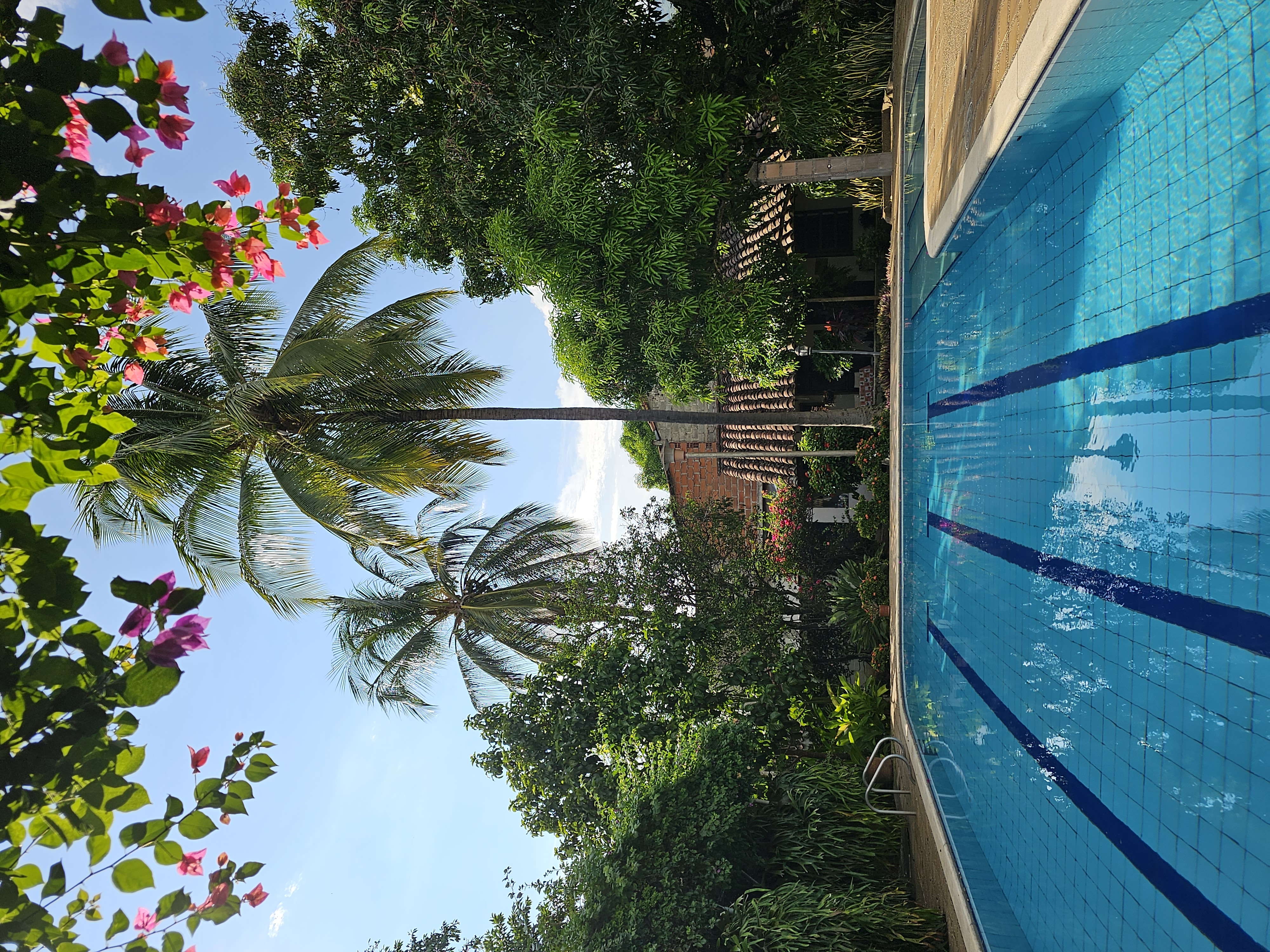 Piscina con palmera