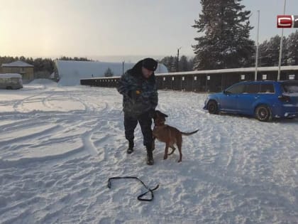 В 2022 году служебные собаки помогли полицейским Сургута раскрыть 69 преступлений