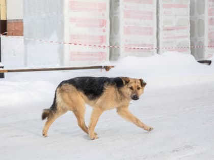 ​В ХМАО догхантеры на трассах отстреливают бездомных собак