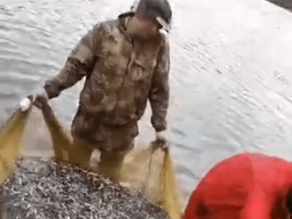 В протоку реки Ендырь выпущено молоди Пеляди, Нельмы, Муксуна, Чира.