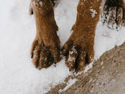 В дачном кооперативе Сургута неизвестный застрелил собаку