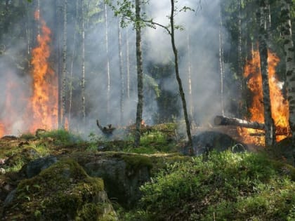 ​8 лесных пожаров произошло в ХМАО с начала сезона