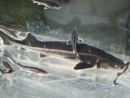 Ученые разработали проект по удешевлению черной икры для жителей «тюменской матрешки»