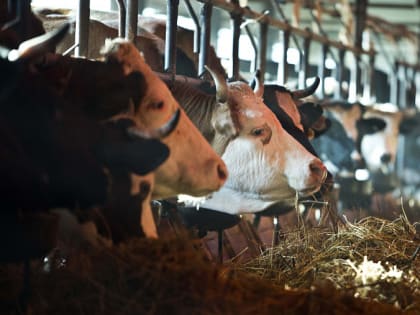 Фонд развития Югры предоставит льготный заем местному фермеру