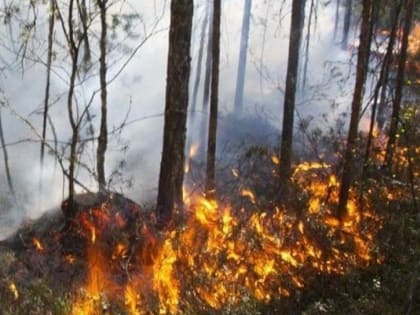 В Советском районе Югры запретили посещение лесов и водоёмов из-за угрозы пожаров