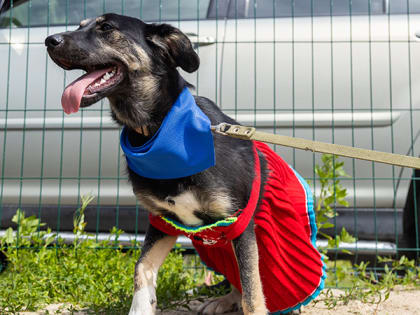 В Ханты-Мансийске могут появиться новые места для выгула собак