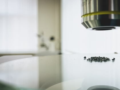 Ученые оживили червя, который 46 тысяч лет проспал в вечной мерзлоте Сибири