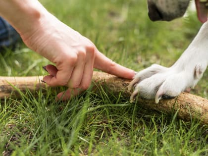 Благодаря президентскому гранту в Нефтеюганском районе появится система для помощи животным