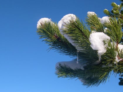 Погода в Сургуте, Нижневартовске и Ханты-Мансийске на 21 апреля