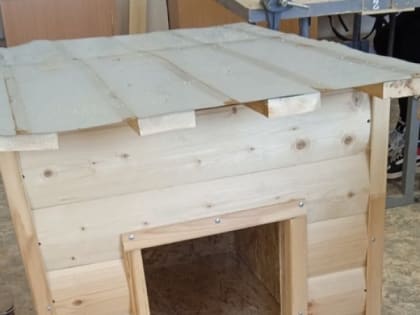 Мы в ответе за тех, кого приручили