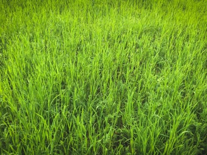 В Нижневартовске водителям разрешили парковаться на газонах