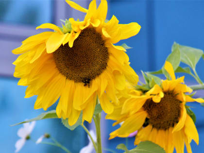 Самый красивый двор и образцовый дом выберут в Ханты-Мансийске