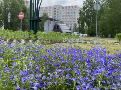 Цветочное оформление летнего облика Сургута выполнено уже на 85%