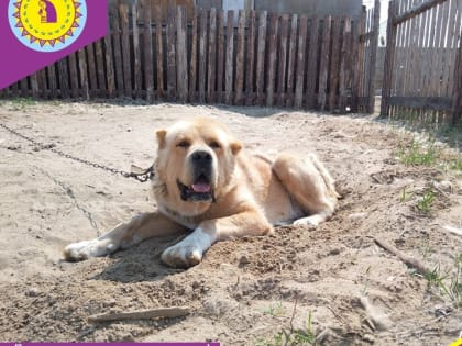 «Лохматому дому» - один год!