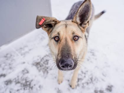 Поиски псов, погрызших авто, обернулись сотрясением мозга