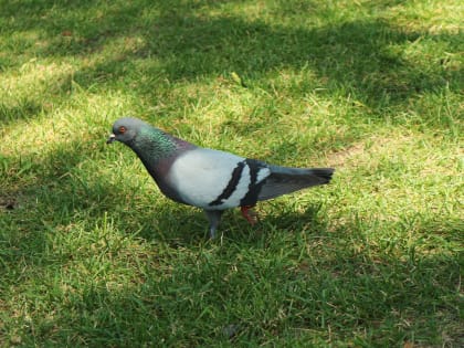 Всем плевать! В городе ХМАО театральный сквер превращается в помойку