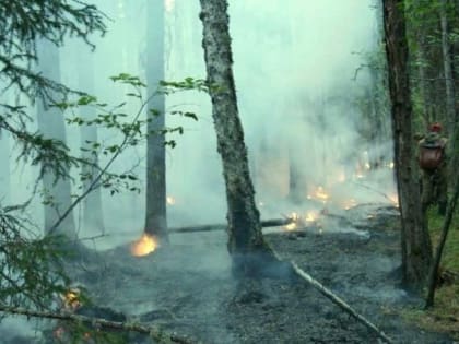 ​Площадь лесных пожаров в Югре продолжает расти