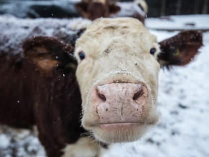 Брошенная корова в Барсово: местные жители бьют тревогу