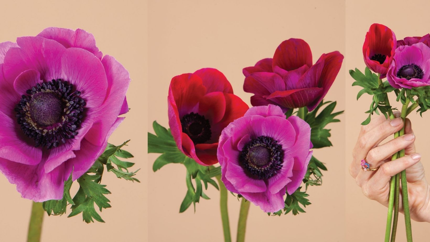 {{press_release.company_name}} header image