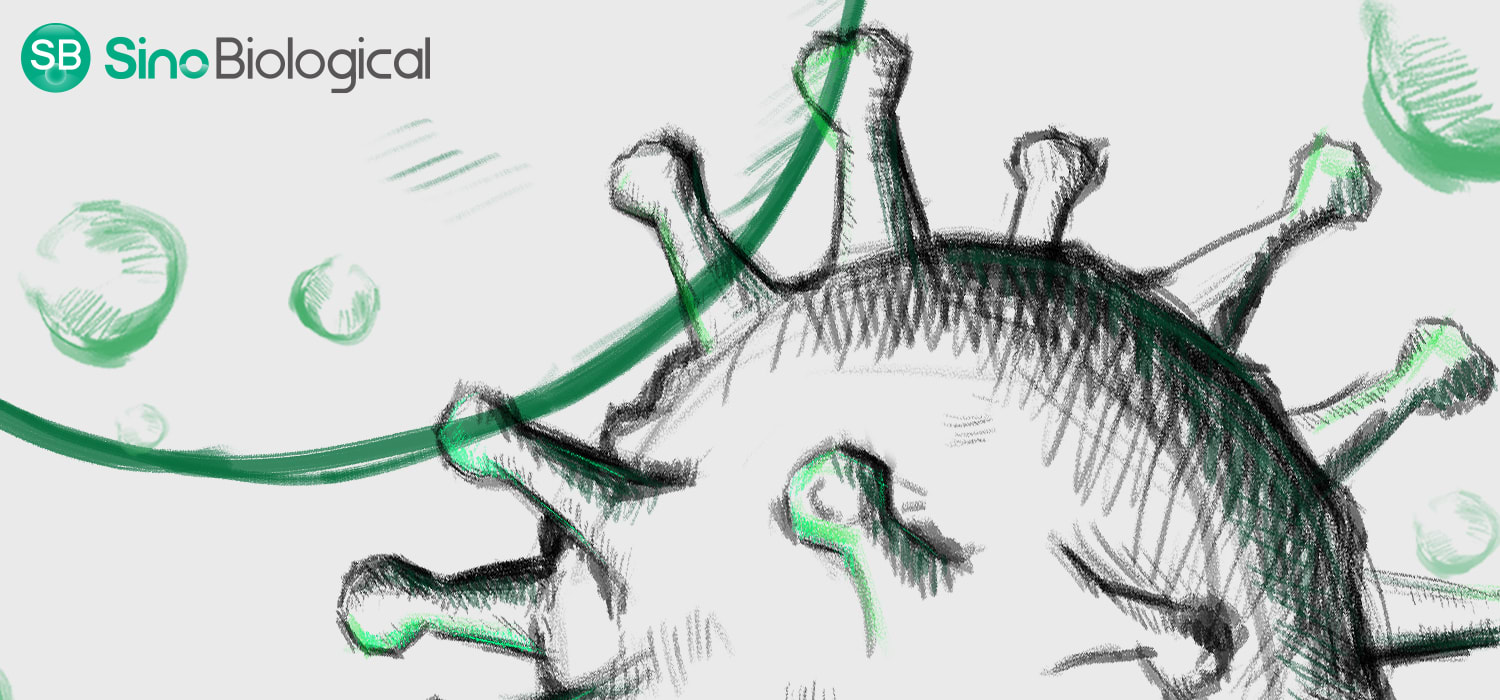 Sino Biological Inc. header image