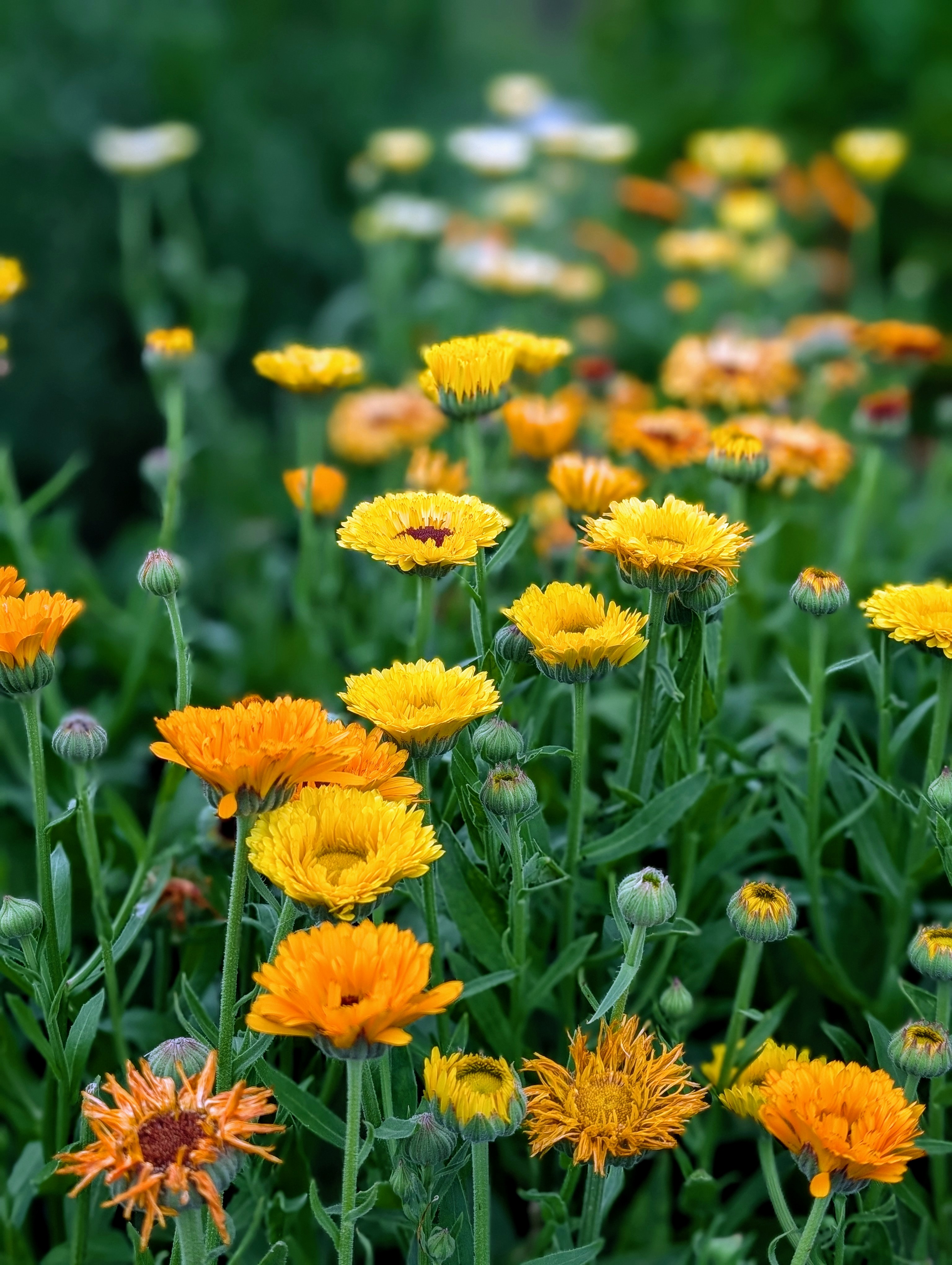 From Our Farm to Your Home