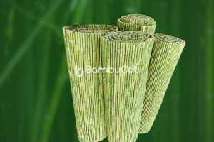 Bambu Kaplama
