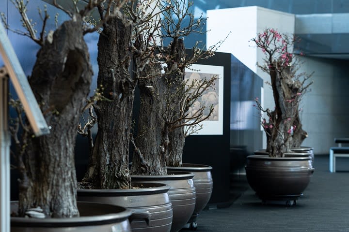 2026 설 연휴 국립중앙박물관 입춘매향 전시와 겨울축제 현장