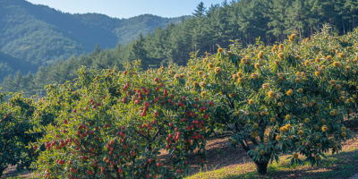 임업 직불금 신청 2026, 자격 요건과 온라인 접수 방법 총정리